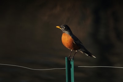 棕黑鸟对焦摄影